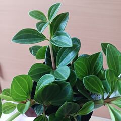 600円　ペペロミアフォレット　3号ポット苗　つる性の画像