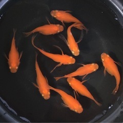 終了⭐️紅帝ダルマ⭐️  10匹　鰭長入りの画像