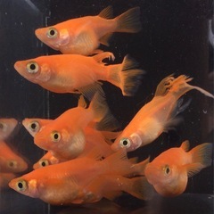 終了⭐️紅帝ダルマ⭐️  10匹　鰭長入りの画像