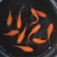 終了⭐️紅帝ダルマ⭐️  10匹　鰭長入りの画像