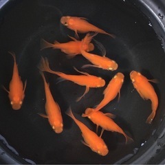 終了⭐️紅帝ダルマ⭐️  10匹　鰭長入りの画像