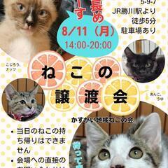 夜の譲渡会《７》かすがい地域ねこの会