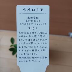 600円　ペペロミアフォレット　3号ポット苗　つる性の画像