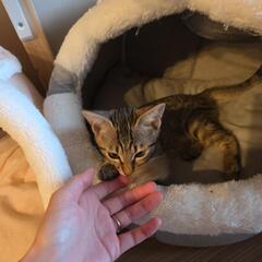 人馴れ猫馴れ完璧な2ヶ月くらいの女の子