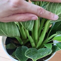 7000円　フィロデンドロン　バーキン　観葉植物の画像