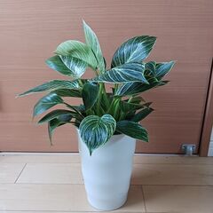 7000円　フィロデンドロン　バーキン　観葉植物の画像