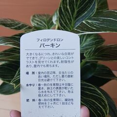 7000円　フィロデンドロン　バーキン　観葉植物の画像