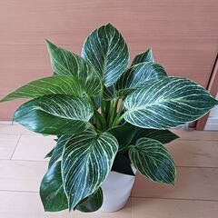 7000円　フィロデンドロン　バーキン　観葉植物の画像