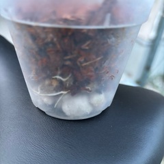 ガジュマル 挿し木 鉢上げ 発根中の画像
