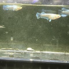 🐟 マリアージュキッシングワイルドフィン若魚（生後3ヶ月）メダカの画像