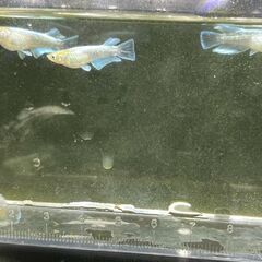 🐟 マリアージュキッシングワイルドフィン若魚（生後3ヶ月）メダカの画像