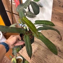 フィロデンドロン　もらってください
の画像
