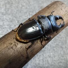 ヒラタクワガタ  ♂56mmの画像