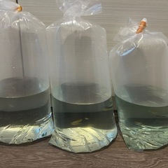 高級メダカ　煌【きらめき】の画像