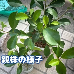 ガジュマル 挿し木 鉢上げ 発根中の画像