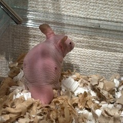 なるべく早急に…スキニーハムスター　男の子🐹新しい家族を探…