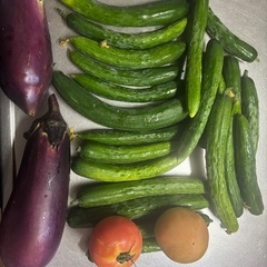 朝収穫🥒と🍆傷物トマト