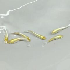 要メダカ無人販売所　1周年記念セールの画像