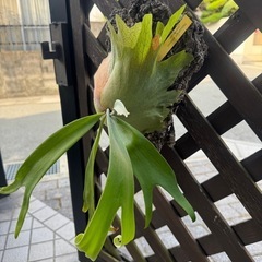 ビカクシダ　ウィリンキーの画像