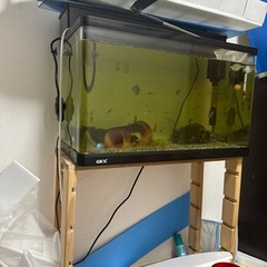 60センチ水槽曲げガラス加工と小型熱帯魚各種上部フィルター（マット余りあり）ヒータの画像