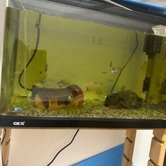 60センチ水槽曲げガラス加工と小型熱帯魚各種上部フィルター（マット余りあり）ヒータの画像