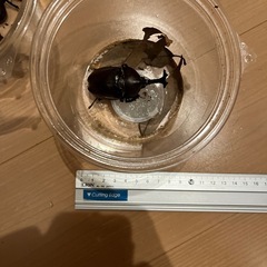  【取引き中】ヤマトカブト(国産カブト)♂♀ペア二組＆♂一匹　合計5匹　野外採集個体 の画像
