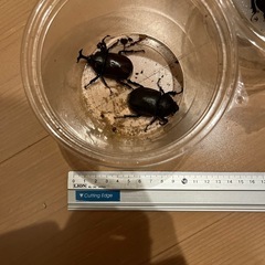  【取引き中】ヤマトカブト(国産カブト)♂♀ペア二組＆♂一匹　合計5匹　野外採集個体 の画像