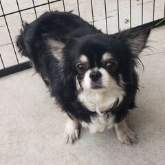 チワワ♀️４歳(カナちゃん) - 神戸市