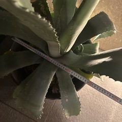 アガペ　40cm〜の画像