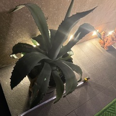 アガペ　40cm〜の画像