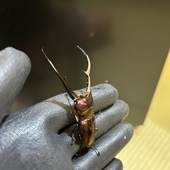 メタリフェル　ペレン　♂2匹訳ありの画像