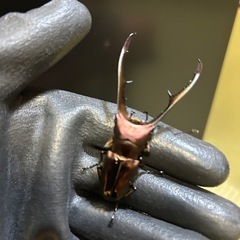 メタリフェル　ペレン　♂2匹訳ありの画像