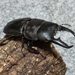 ヒラタクワガタ  ペア ①の画像