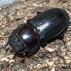 ヒラタクワガタ  ペア ①の画像