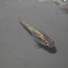 メダカ　黒幹之カガミ鱗稚魚（１㎝前後）　10匹の画像