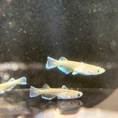 フロマージュ トリオ 
幼魚〜若魚の画像