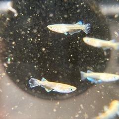 フロマージュ トリオ 
幼魚〜若魚の画像