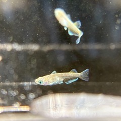フロマージュ トリオ 
幼魚〜若魚の画像