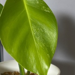 斑入りモンステラ　ボルシギアナ　ホワイトタイガー　観葉植物の画像