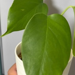 斑入りモンステラ　ボルシギアナ　ホワイトタイガー　観葉植物の画像