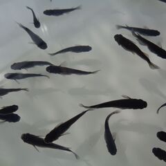 ダルマ めだかいますの画像