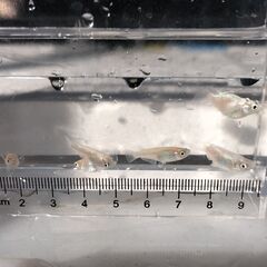 めだか エンゼル 匹／100円　メダカの画像