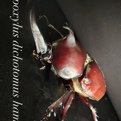 自由にお選びください😊カブトムシ！クワガタ！元気いっぱい！の画像