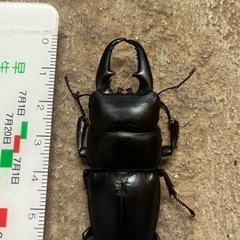 天然個体60ミリ超え‼️ヒラタクワガタの画像