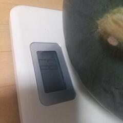 8.3キロ大玉スイカの画像