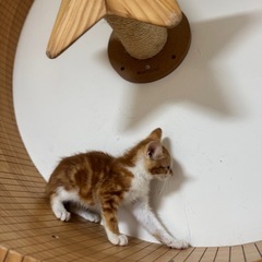 寂しがり屋の男の子