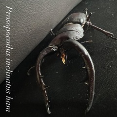 自由にお選びください😊カブトムシ！クワガタ！元気いっぱい！の画像