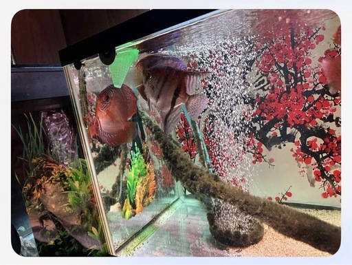 ディスカス