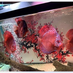 ディスカスの画像