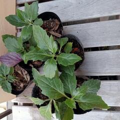 スーパーフード 健康 野菜6鉢ハンダマ水前寺菜の画像